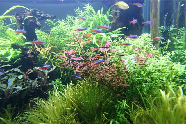 水草が茂る水槽内を泳ぐネオンテトラの仲間と小型熱帯魚