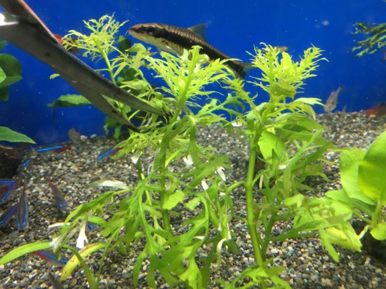 ハサミで水草をトリミングする水槽内の熱帯魚と砂利面