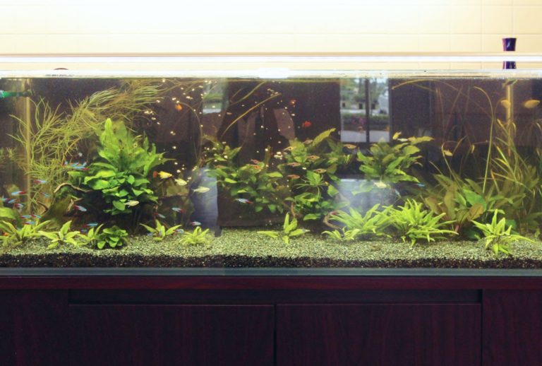 水草とネオンテトラの仲間が泳ぐ大型の横長水槽