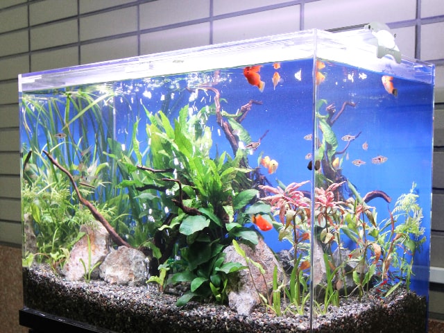 流木と水草を配置した水槽内を泳ぐ赤い熱帯魚と小型魚