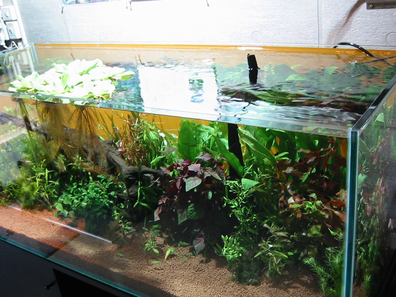 多種多様な水草が茂る大型のフレームレス水槽