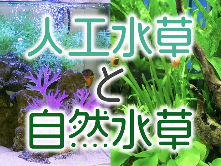 人工水草と自然水草の文字が入った水槽の見出し画像