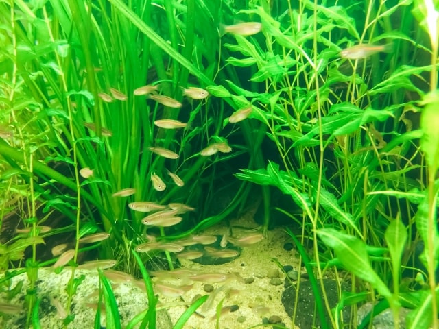 水草が茂る水槽内を泳ぐ小型の淡水魚の群れ