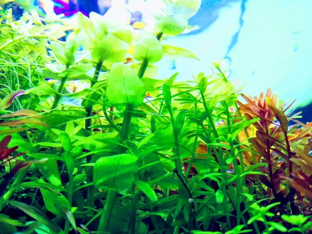 水槽内に群生する緑色と赤色の水草の茂み