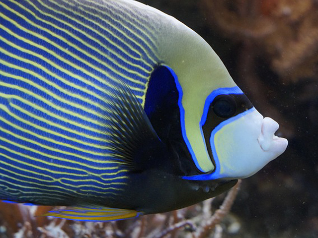 青と黄色の縞模様がある大型海水魚のタテジマキンチャクダイ