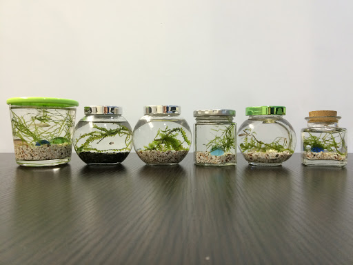 水草と砂利を入れた複数のボトルアクアリウムの並び