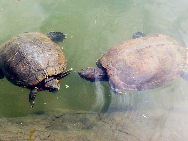 池の水面で向かい合って泳ぐ2匹の大きなカメの姿