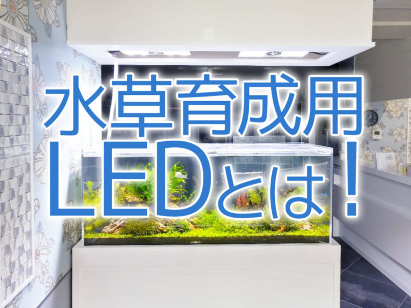 水草育成用LEDとは！の文字と水草水槽の見出し画像