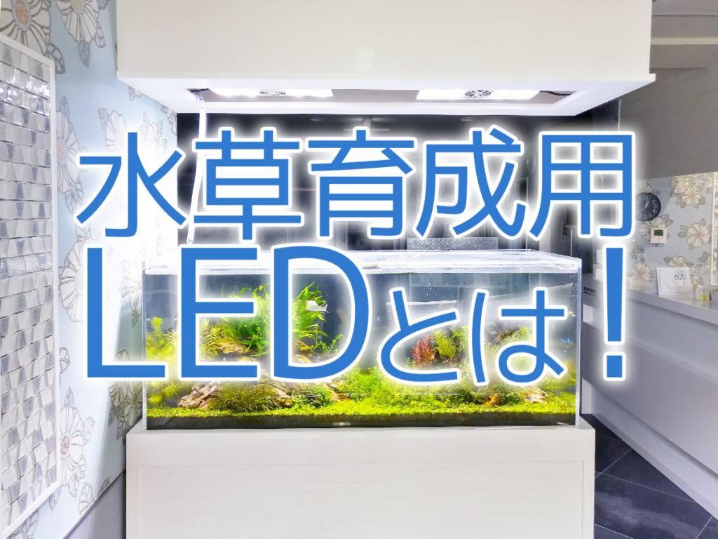 2026年版：水草育成用のLEDとは！水草育成のポイントもご紹介のサムネイル画像