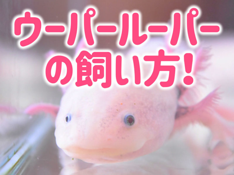 ウーパールーパーの飼い方の文字とピンクの個体画像