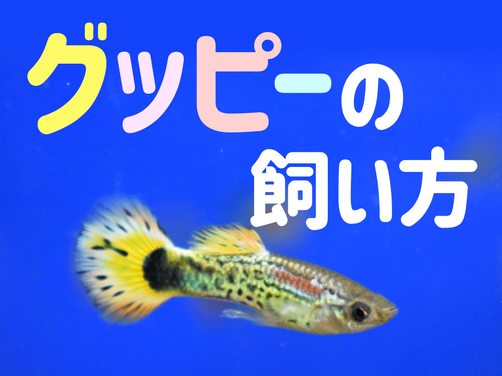 【初心者向け】グッピーの飼育方法とは、種類、値段、産卵などすべて教えますのサムネイル画像