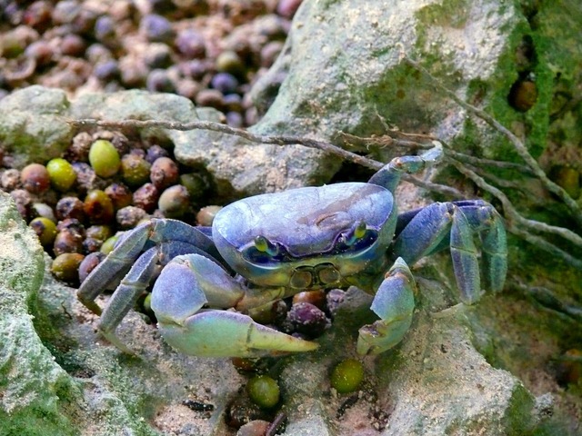 岩場に生息する青色のカニと周囲に散らばる木の実