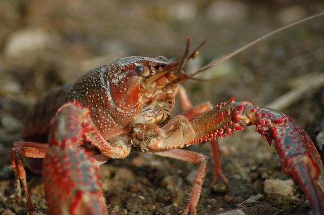 地面に立ちハサミを広げる赤いアメリカザリガニ