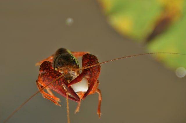 ハサミで白い餌を挟む赤いアメリカザリガニの正面写真