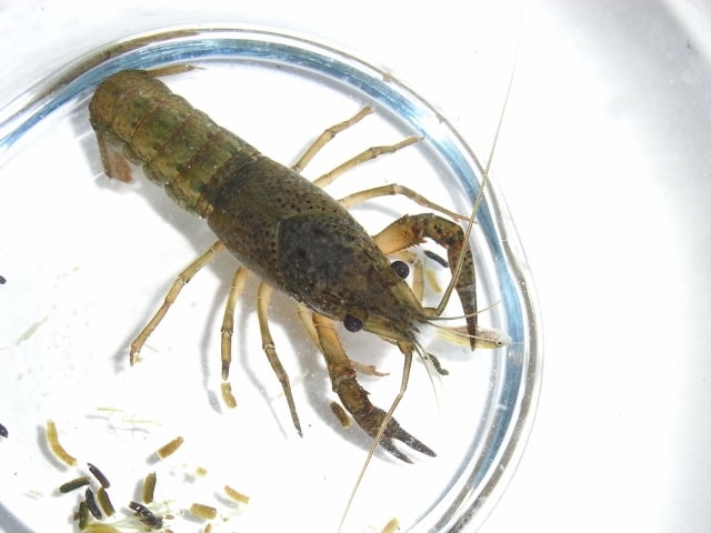 白い容器に入った茶褐色のザリガニと底に沈む餌の粒