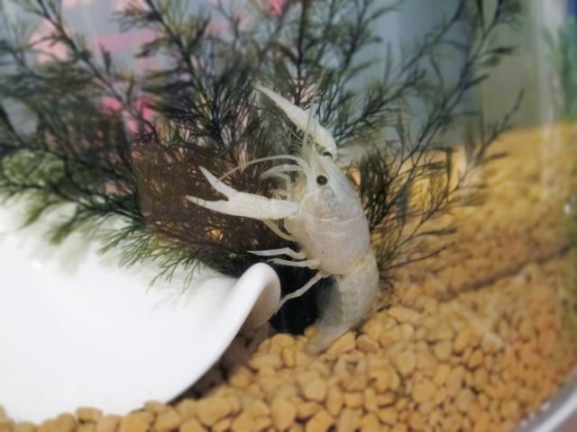 水草の陰に隠れる白いザリガニと底砂の風景