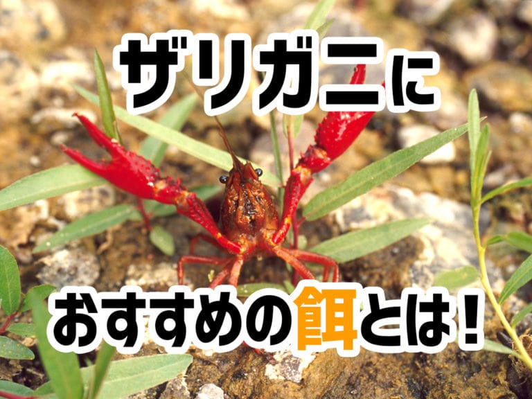 ザリガニにおすすめの餌とは！与える量は？食べない場合は？疑問を解説！のサムネイル画像