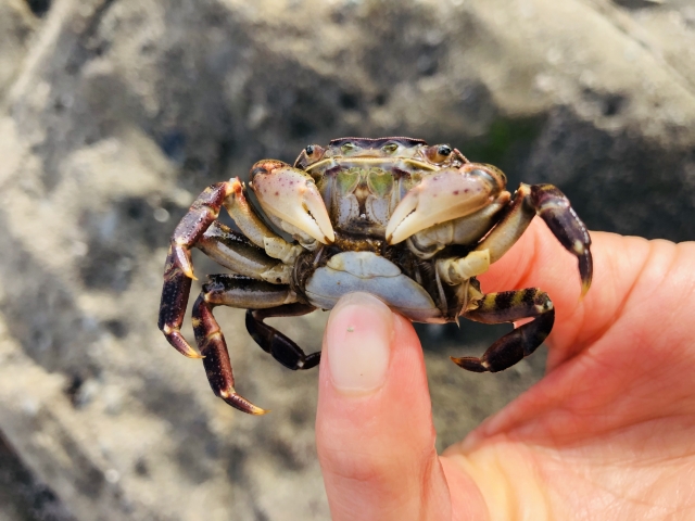 指で腹側を固定された岩場に生息するカニの仲間