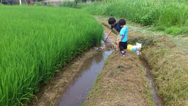 田んぼの脇の用水路を覗き込む二人の子供の姿