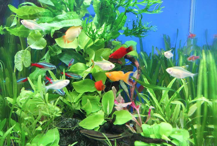 水草が茂る水槽内を泳ぐネオンテトラの仲間や熱帯魚