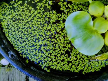 寒さに強い水草の種類と冬越しのポイントとは！ビオトープにおすすめ