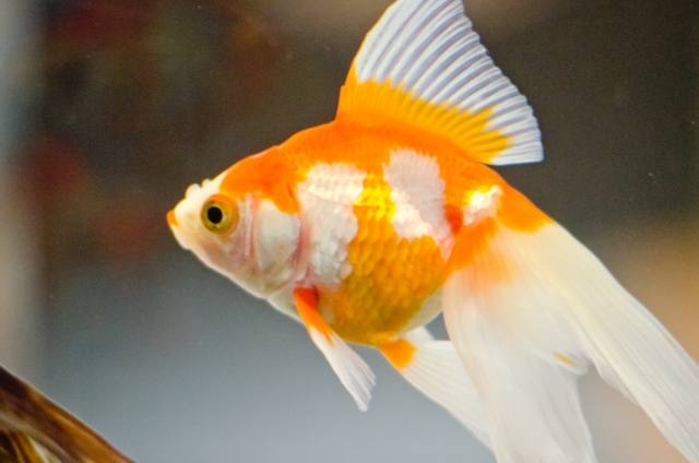 オレンジと白の更紗模様が特徴的な琉金型の金魚