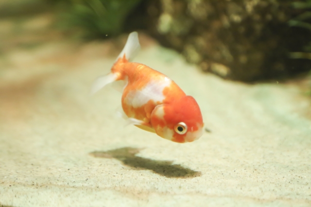 砂底の水槽内を泳ぐ赤と白の模様の金魚と背景の岩石