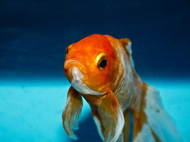 青い背景の水槽内を泳ぐオレンジと白の金魚の正面顔