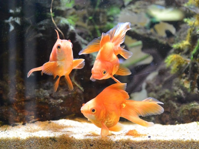 砂を敷いた水槽内を泳ぐ3匹の琉金型の金魚