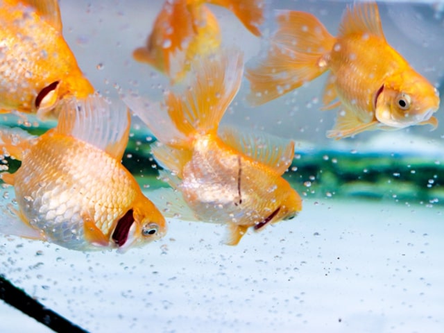 水槽内を泳ぐ複数の琉金型の金魚と気泡