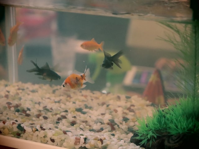 砂利を敷いた水槽内を泳ぐ金魚と出目金と人工水草