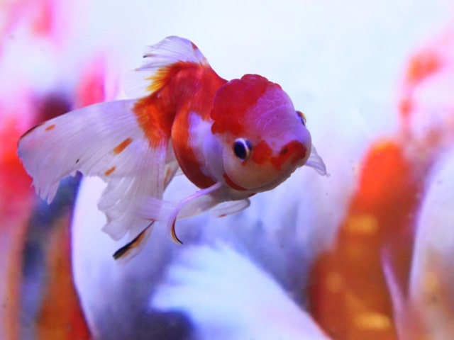 赤と白の模様がある肉瘤が発達した金魚の正面写真
