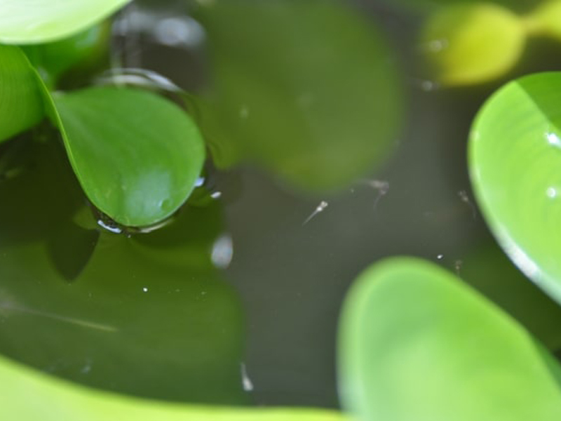 浮き草の浮かぶ水面に泳ぐメダカの稚魚の姿