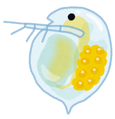 ミジンコ