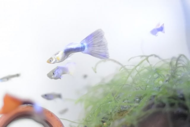 水草の上を泳ぐ青いグッピーと複数の熱帯魚の群れ