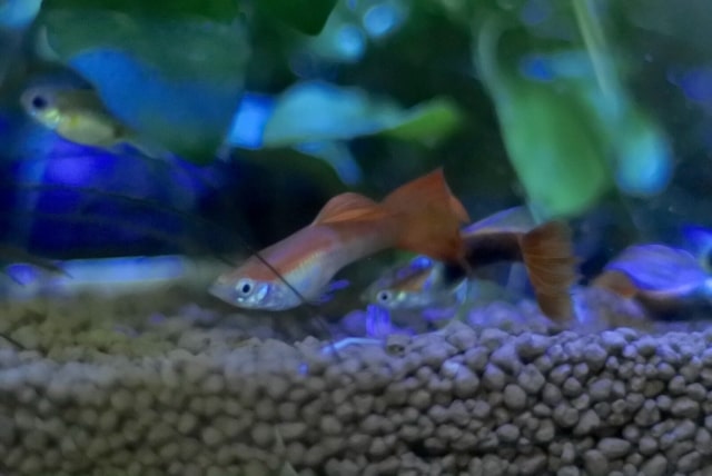 砂利の上を泳ぐオレンジ色の尾びれのグッピーと水草