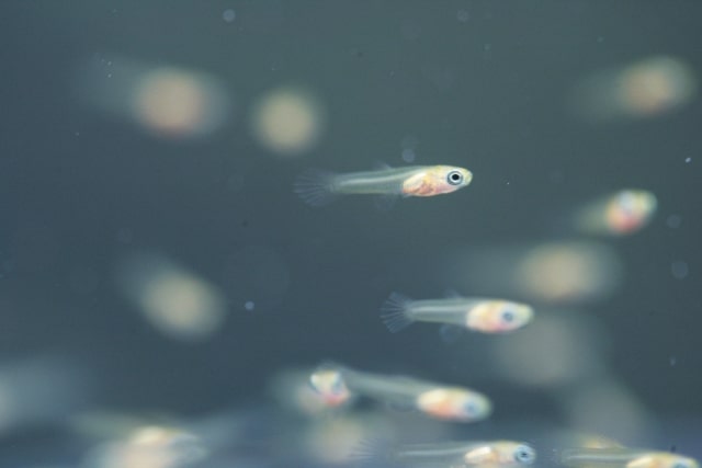 水中を泳ぐメダカの稚魚の群れと一匹の横顔