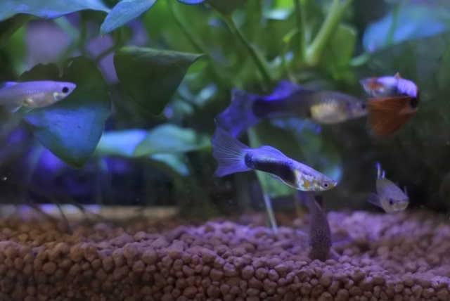水草とソイルを背景に泳ぐ複数のグッピーとメダカ