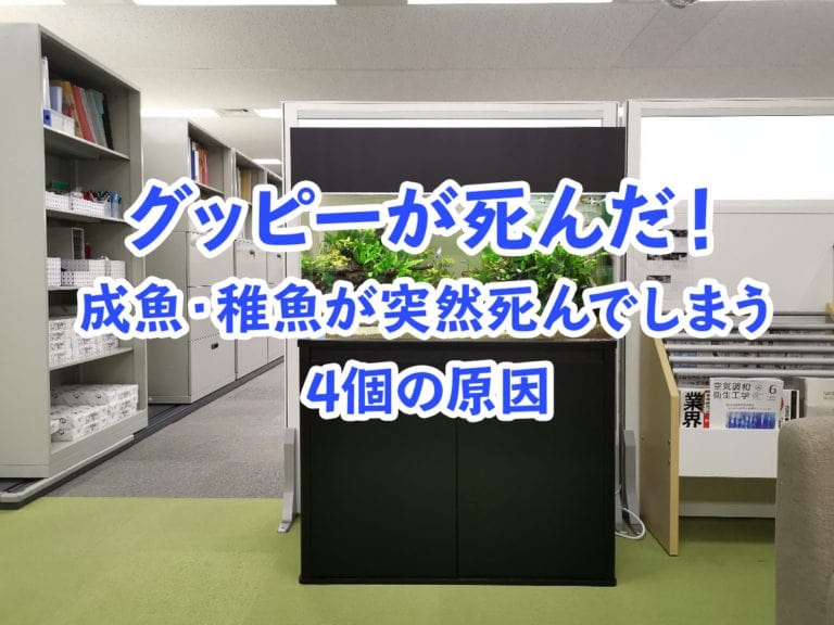 グッピーが死んだ！成魚・稚魚が突然死んでしまう4個の原因と対策を解説のサムネイル画像