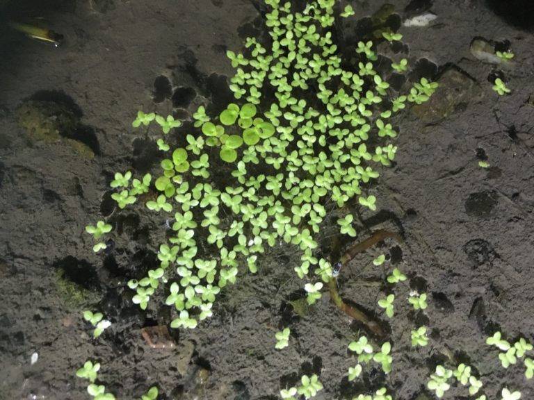 水面に群生する小さな浮き草と泳ぐメダカの俯瞰画像