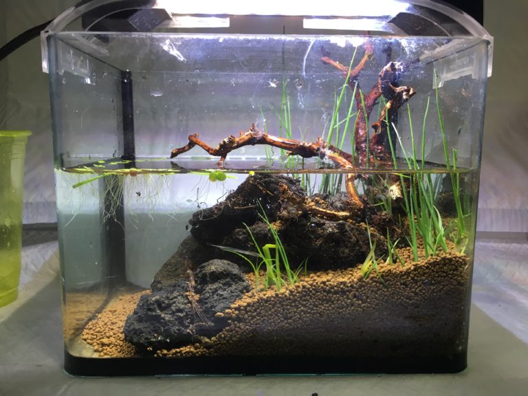 流木と石を配置した水草レイアウトの小型水槽