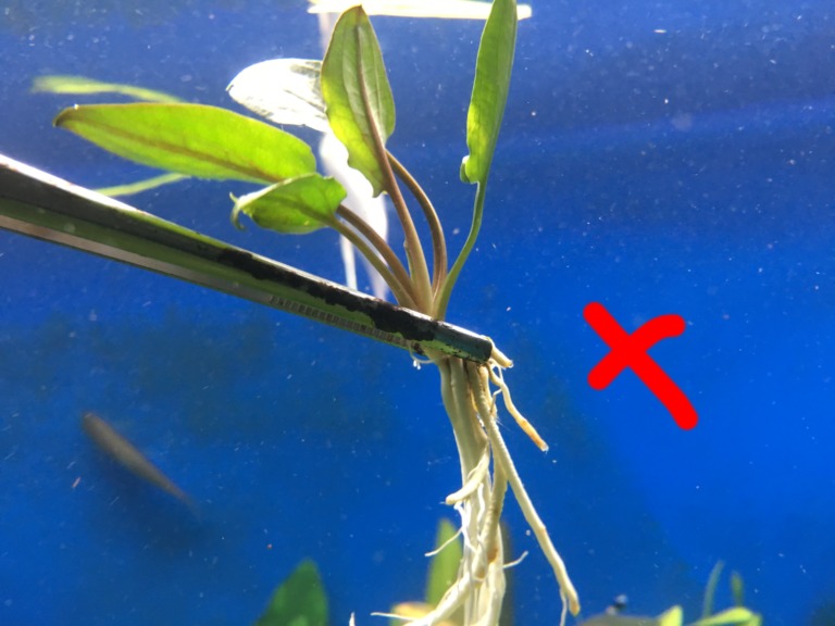 ピンセットで掴んだ水草の根と赤いバツ印の合成画像