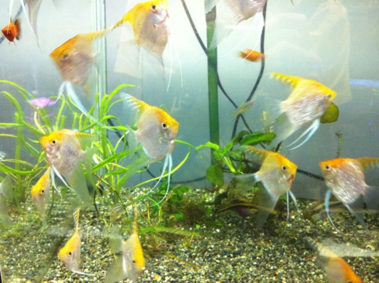 水草が植えられた水槽内を泳ぐエンゼルフィッシュの群れ