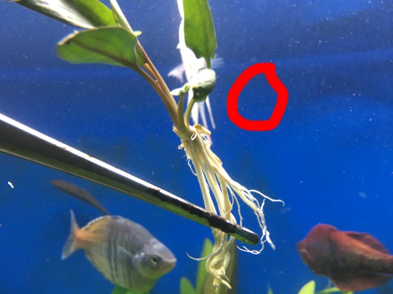 ピンセットで掴んだ水草の根と泳ぐ熱帯魚の仲間
