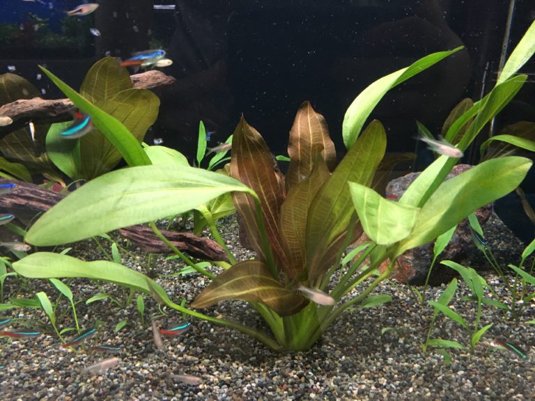 水槽に植えられた大きな水草と泳ぐネオンテトラの仲間