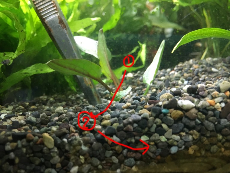 ピンセットで砂利に水草を植える手順の解説画像