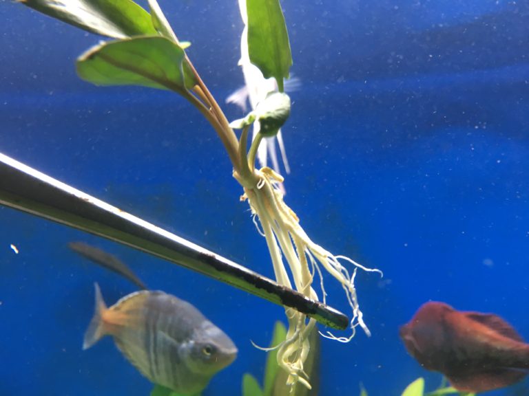ピンセットで挟んだ白い根を持つ水草と泳ぐ熱帯魚たち