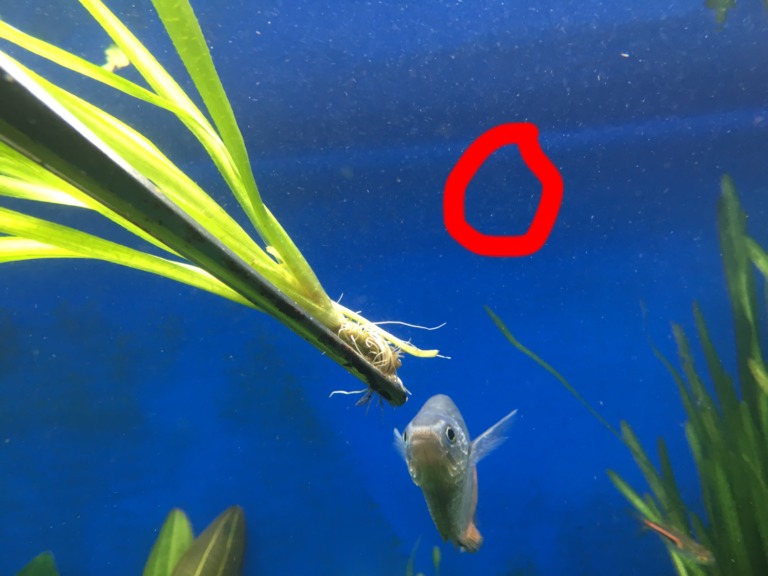 ピンセットで掴んだ水草と泳ぐ魚と赤い丸印