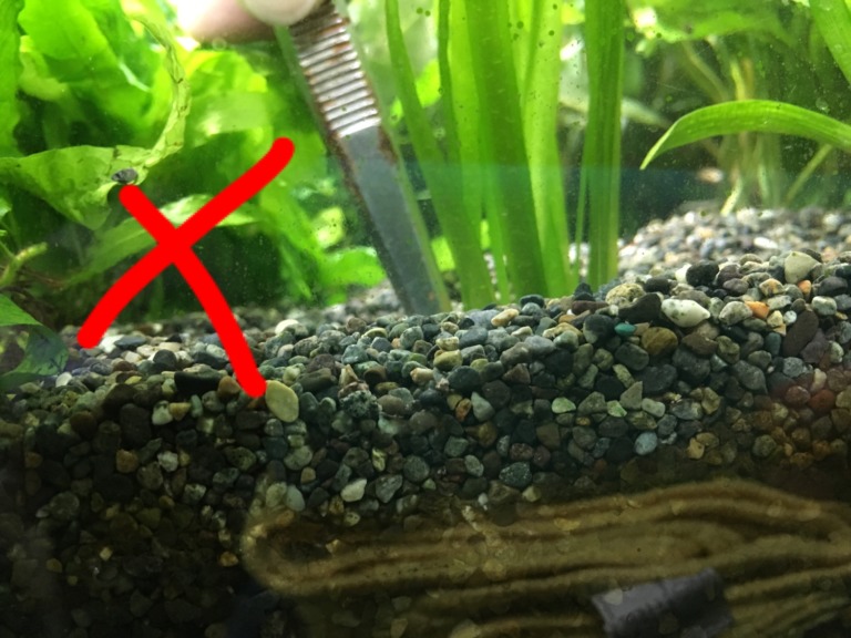 水草水槽の砂利にピンセットを差し込む赤いバツ印の画像