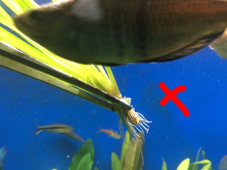 ピンセットで水草の根元を掴む様子と赤いバツ印の合成画像